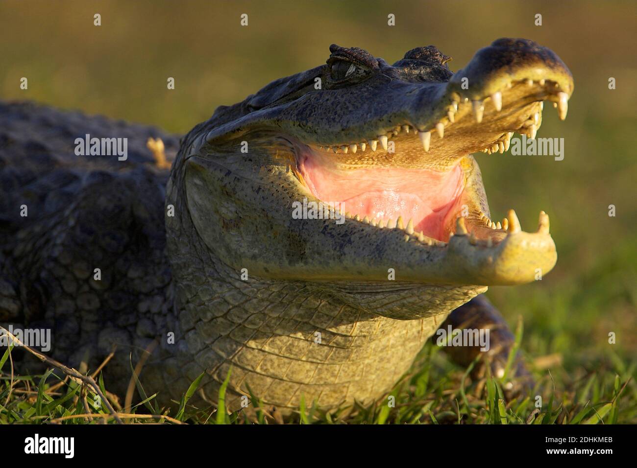 Brillenkaimane - Caiman crocodilus - Spectacled Caiman - Venezuela, (Caiman yacare sync.), Stock Photo