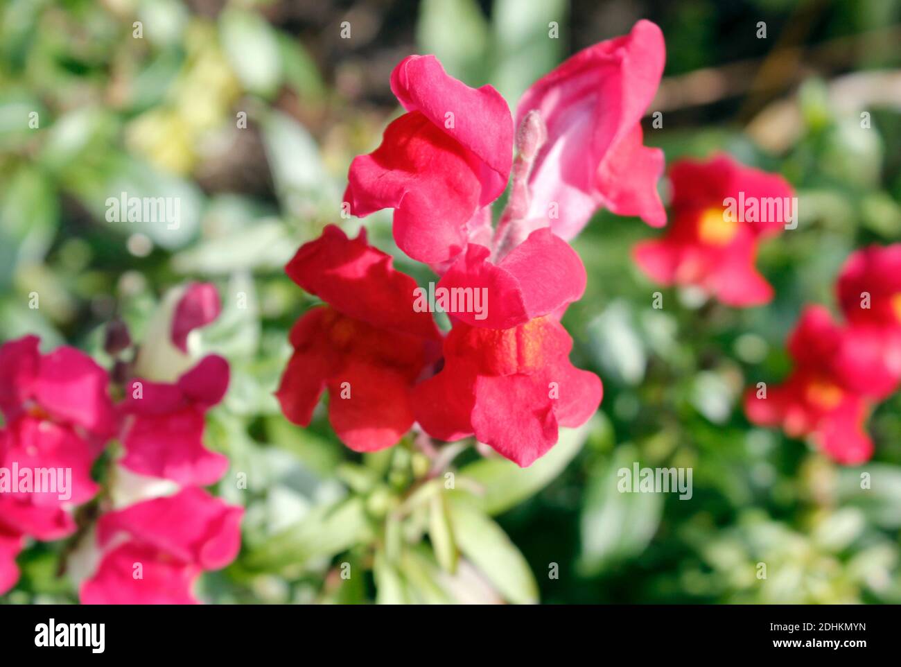 Cut flowers Snapdragon Photomac (Antirrhinum majus) grown in an English garden Stock Photo