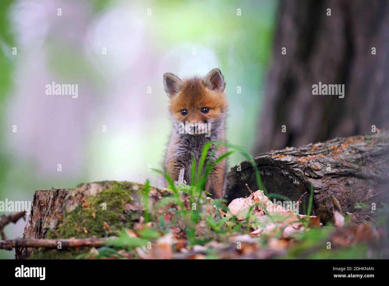 Junger Fuchs, Welpe, (Vulpes vulpes) Stock Photo