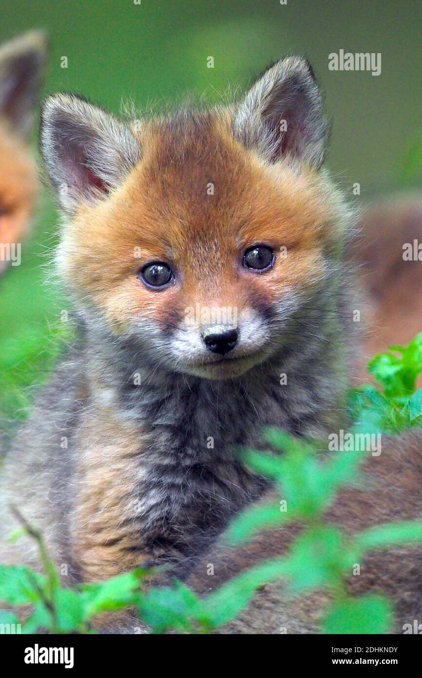 Junger Fuchs, Welpe, (Vulpes vulpes) Stock Photo