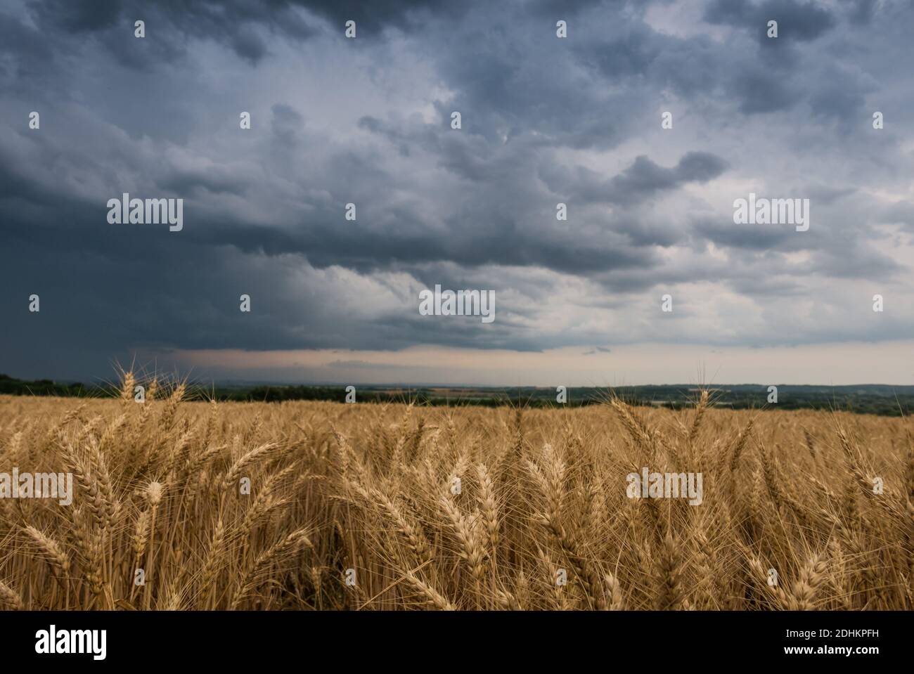 Summer Landscape with Wheat Field and stormy clouds Stock Photo - Alamy