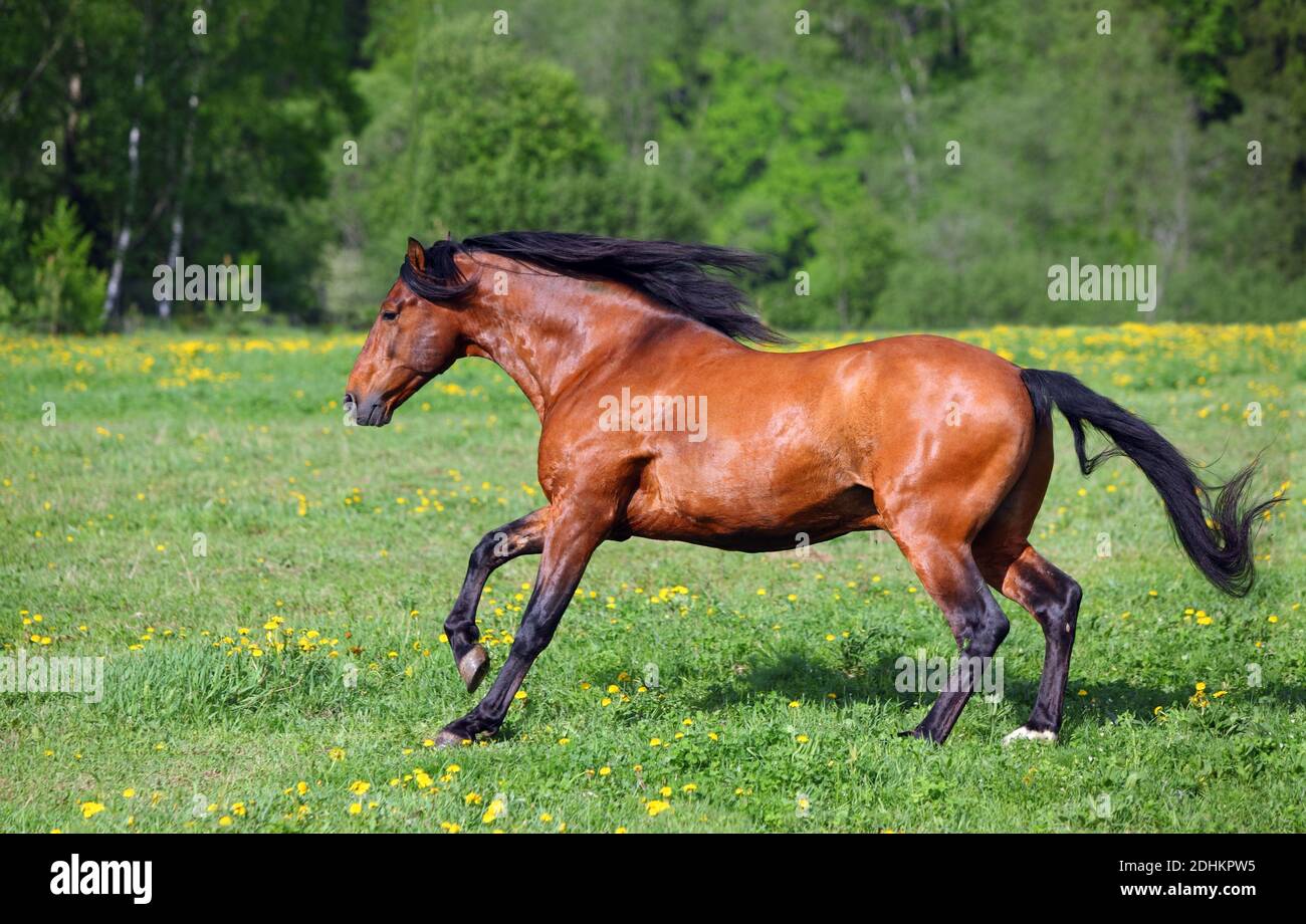 Thoroughbrd horse run and play in ranch meadow Stock Photo