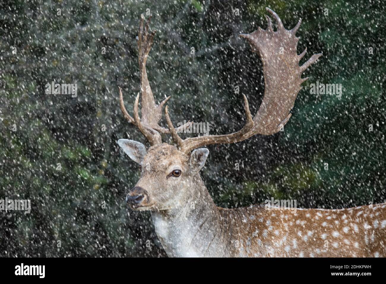 fallow deer, dama dama in a forest Stock Photo