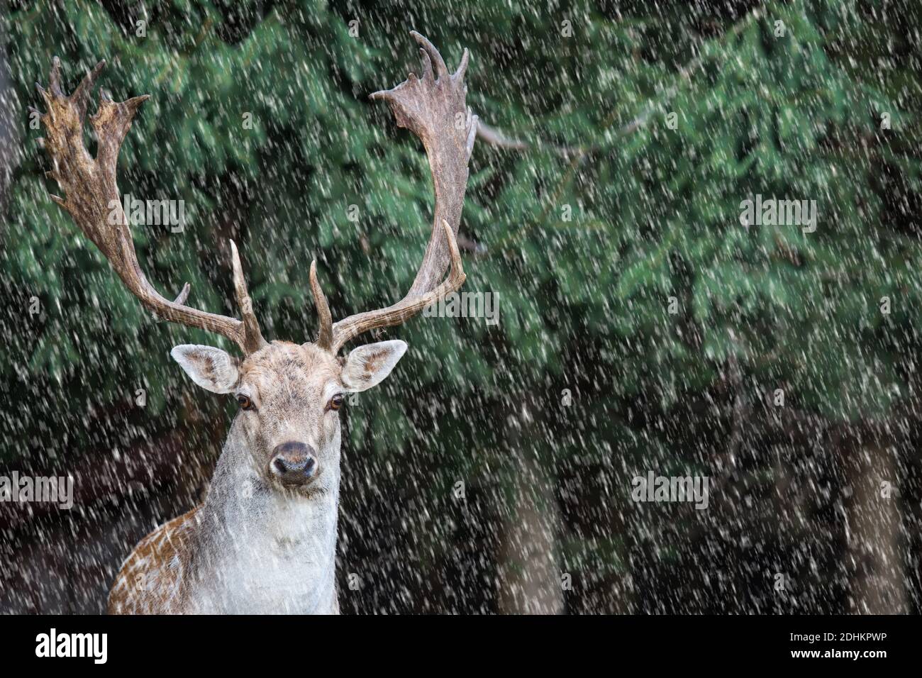 fallow deer, dama dama in a forest Stock Photo