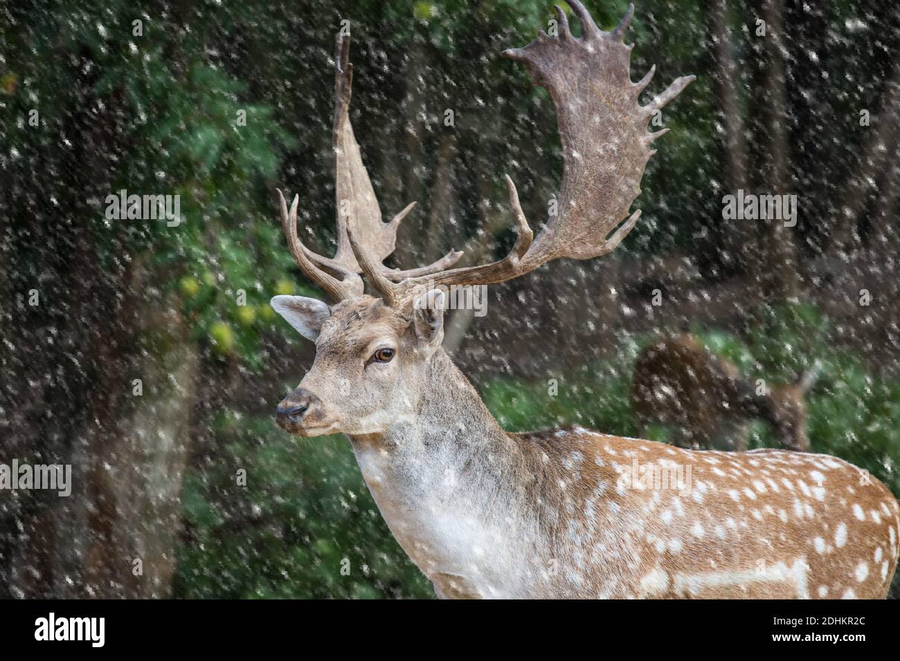 fallow deer, dama dama in a forest with snowing Stock Photo
