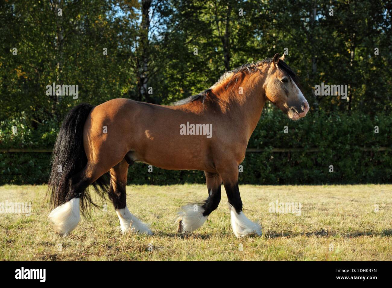 Chestnut tinker horse running in meadow on the green bushes background Stock Photo