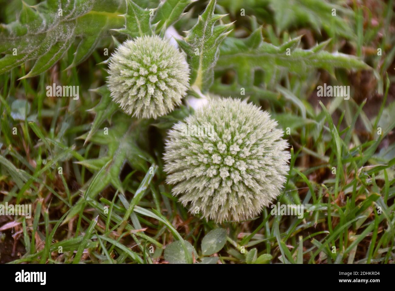 Tinder thistle (echinops ritro) cut on green grass field. Stock Photo