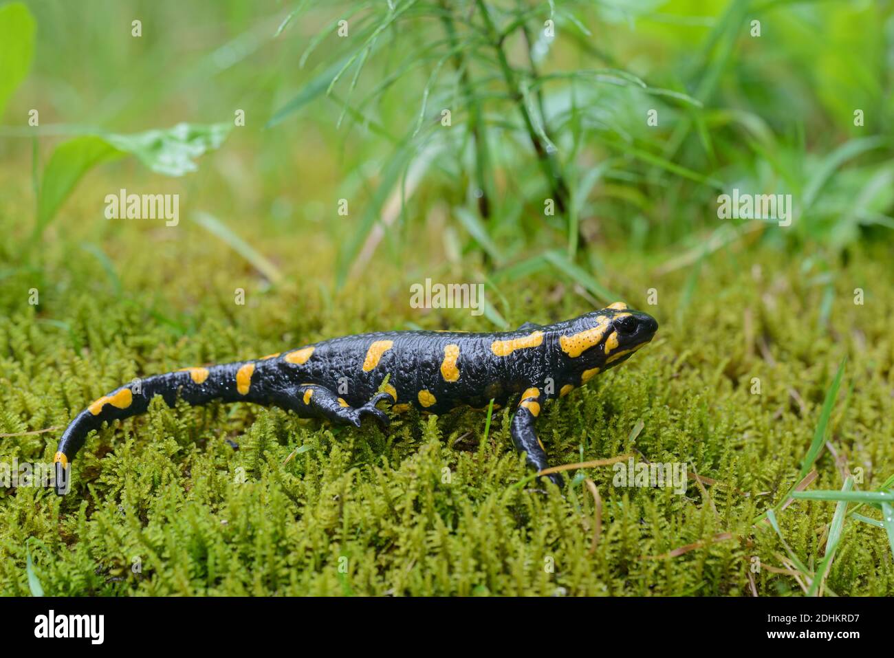 Feuersalamander sitzt auf Moos im Wald, ( Salamandra salamandra Stock