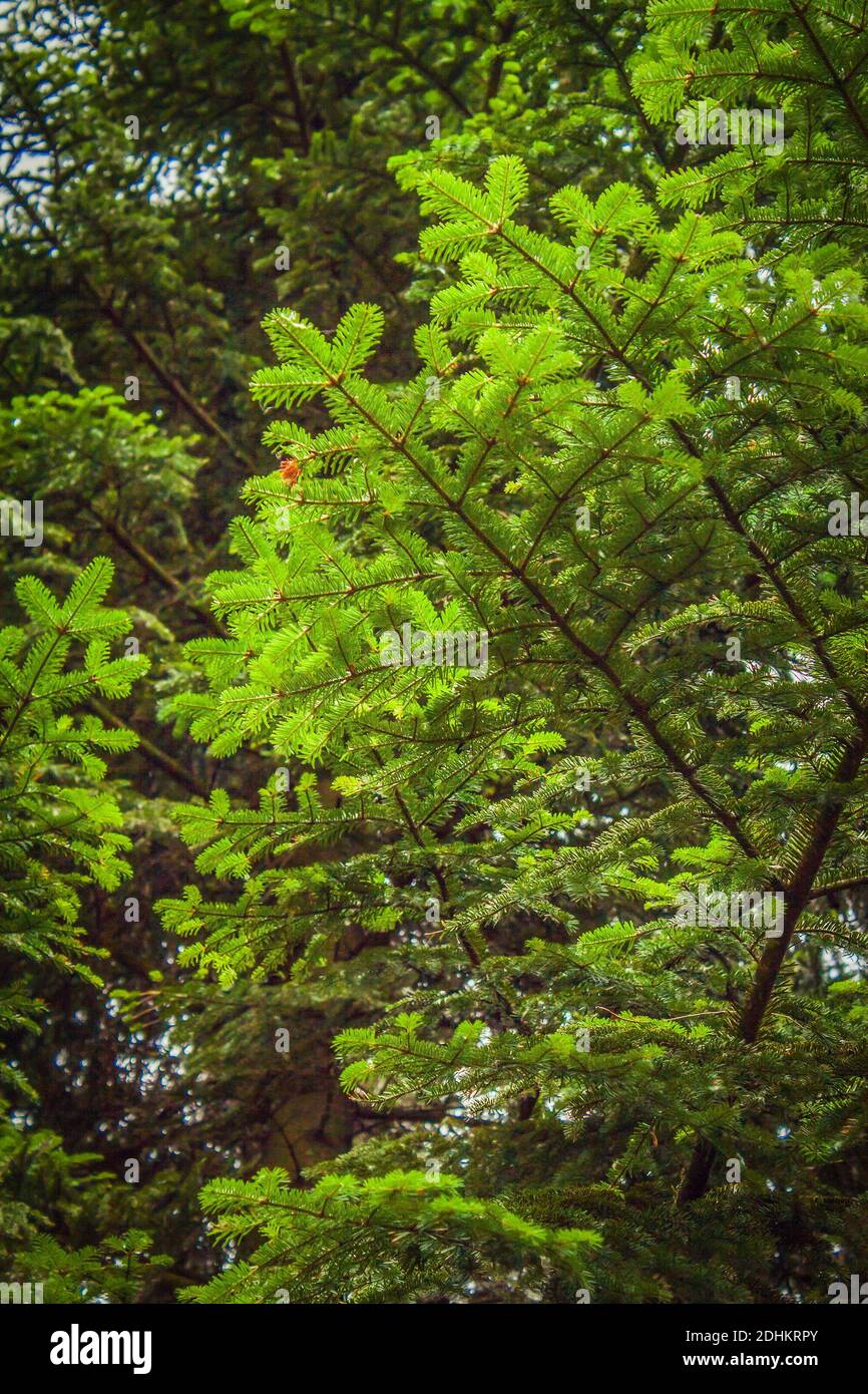 Spruce prickly branch hi-res stock photography and images - Alamy
