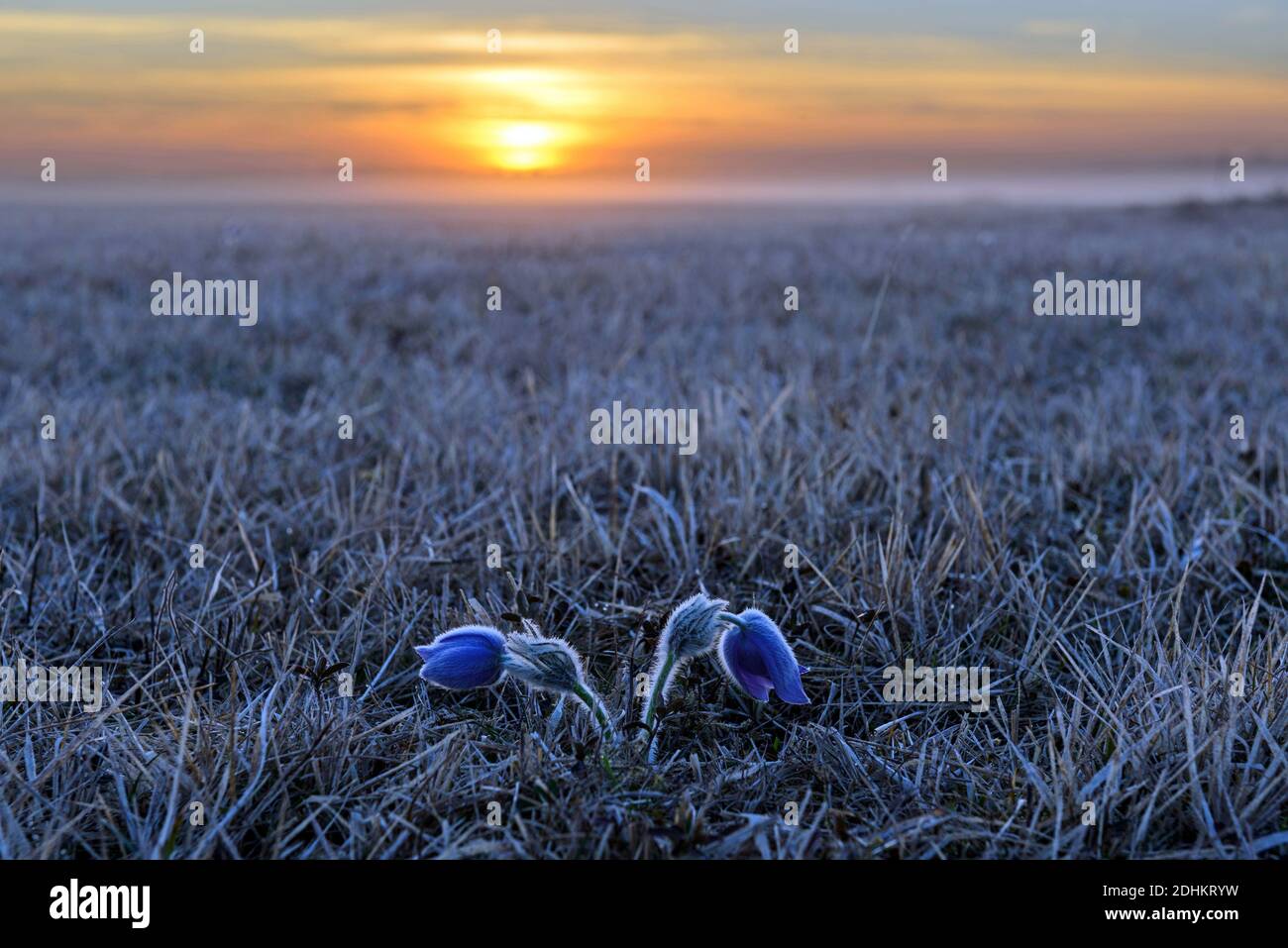 Zwei Küchenschellen in einer Heide bei Sonnenaufgang, (Pulsatilla vulgaris), Stock Photo