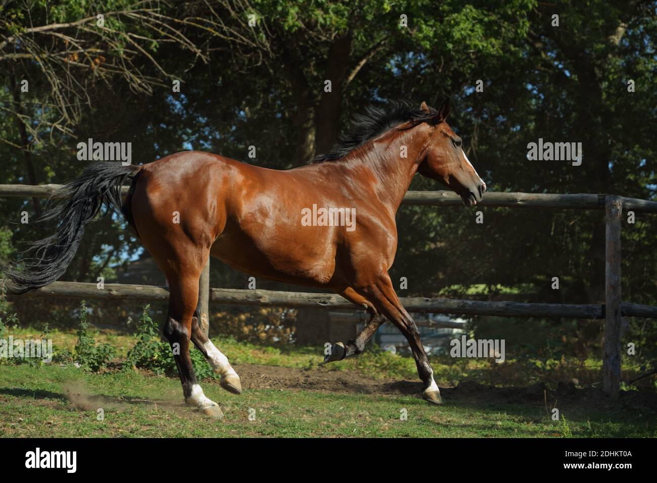 Chestnut dressage sport horse running in paddock on the ranch Stock Photo
