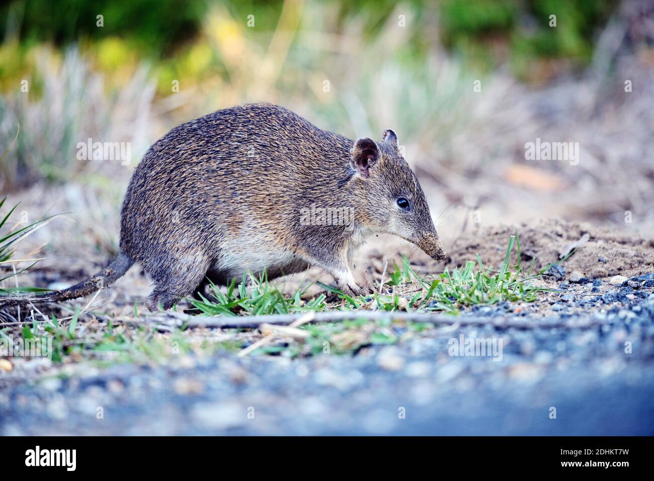 Kurznasenbeutler sucht im Erdreich nach Nahrung, ( Isoodon obesulus), Stock Photo