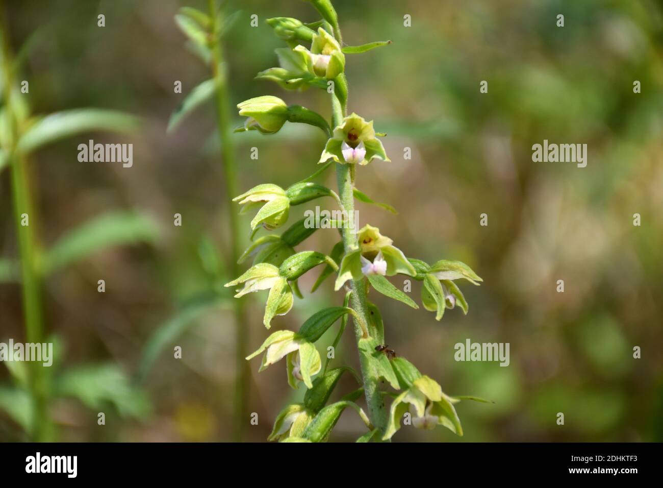 Orchid Epipactis helleborine in bloom in old asparagus field. Stock Photo