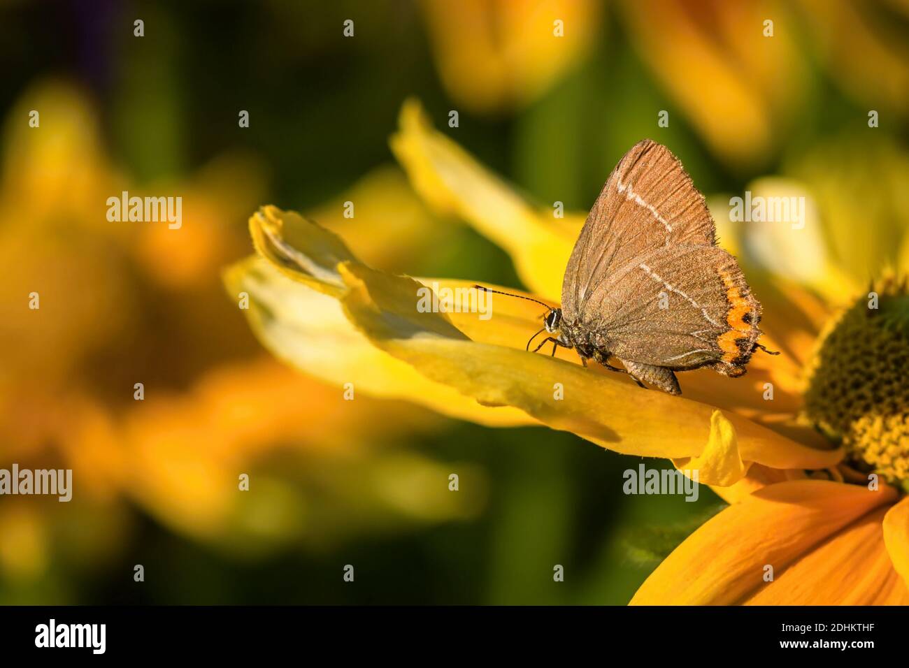 Close up image of a small brown butterfly, Satyrium w-album, sitting on a yellow flower growing in a garden. Sunny summer day. Blurry background. Stock Photo