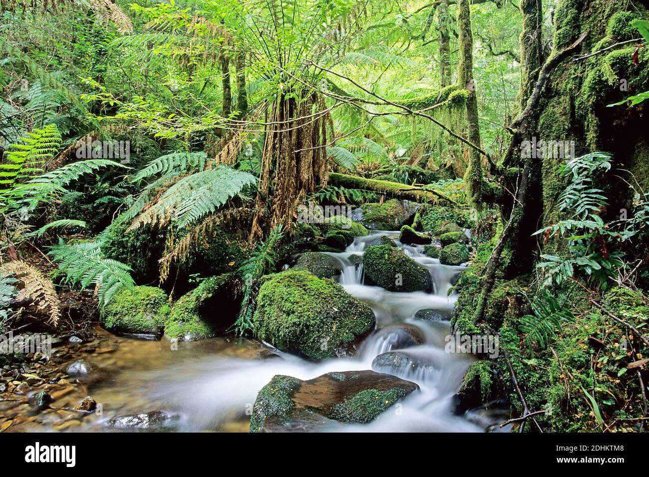 YarraRanges National Park, Australien Stock Photo Alamy