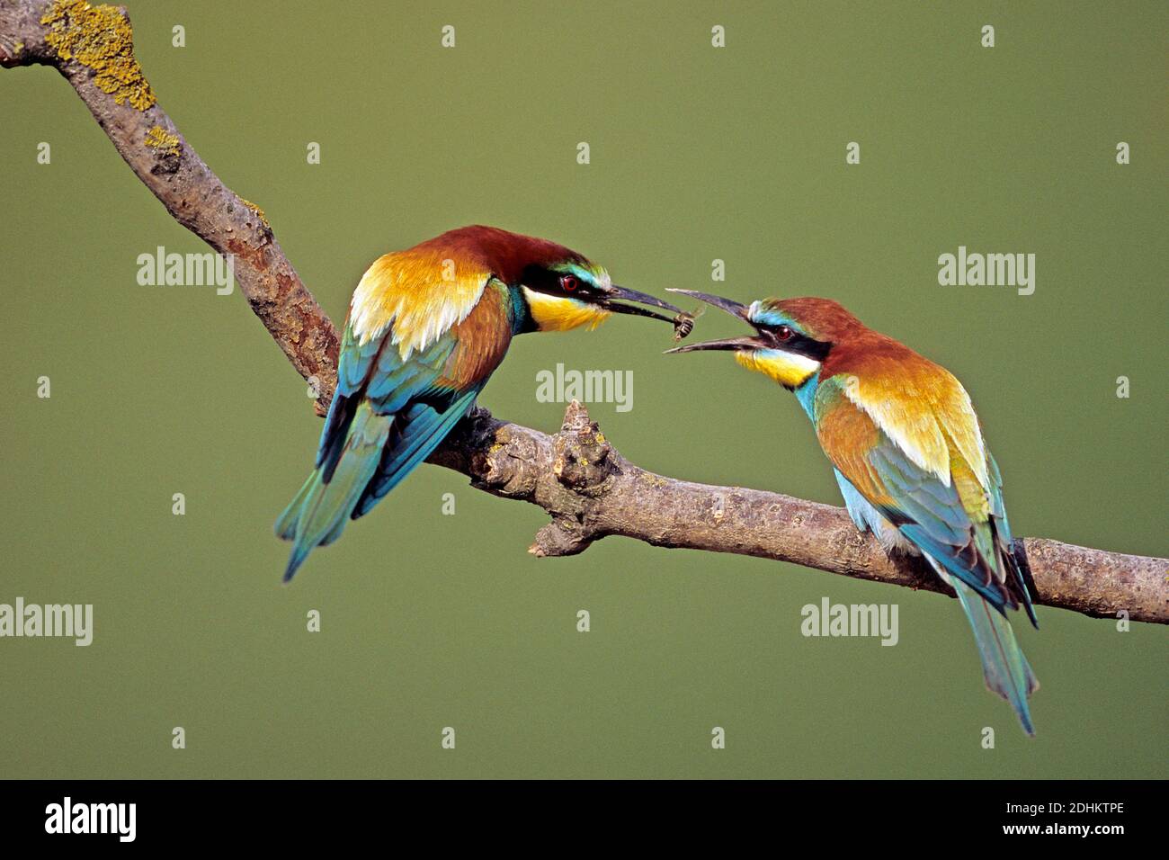 Bienenfresser, European Bee-eater, (Merops apiaster), Beuteübergabe, Paar, Stock Photo