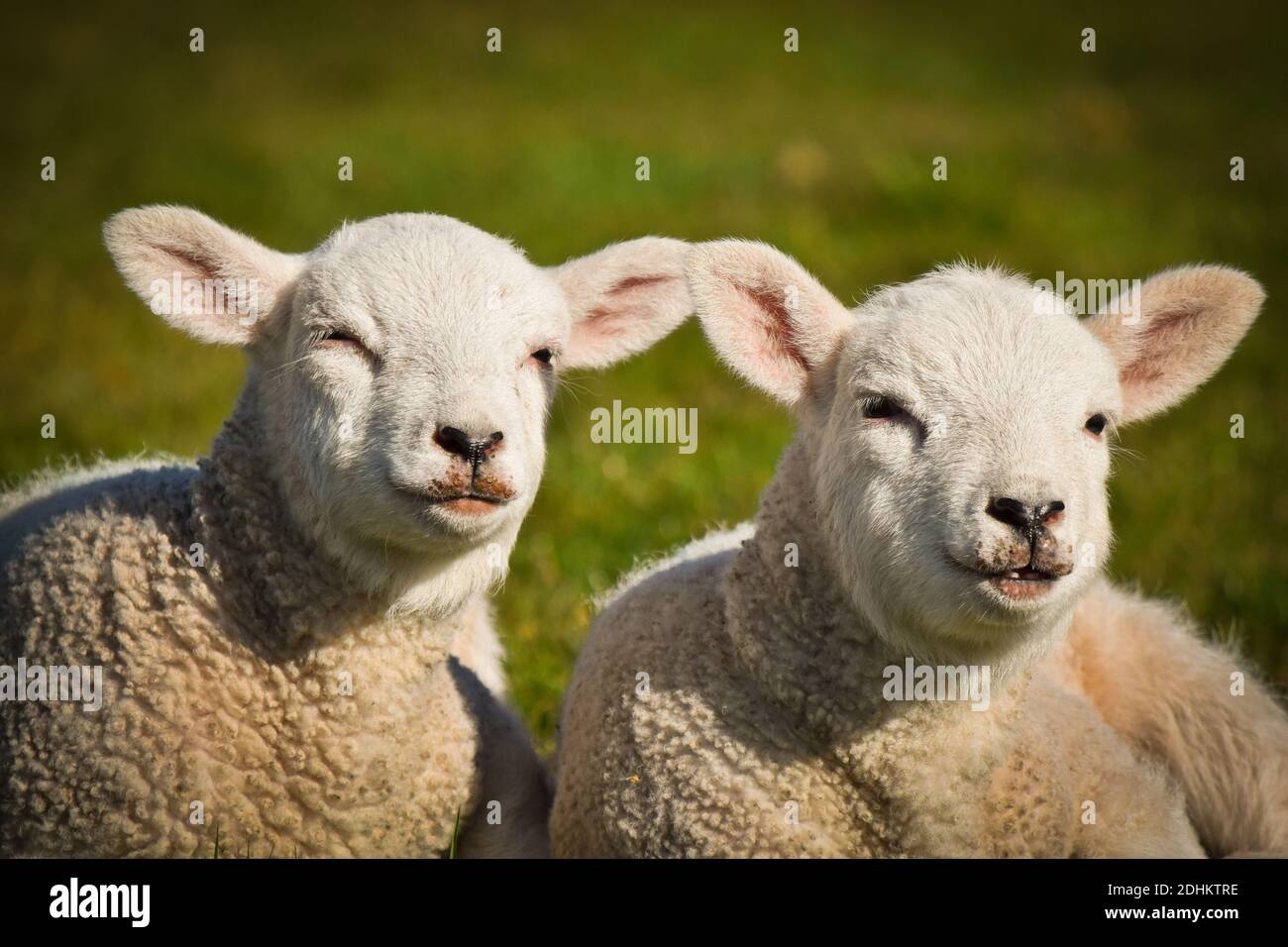 Lambs sunbathing in the spring sunshine Stock Photo - Alamy