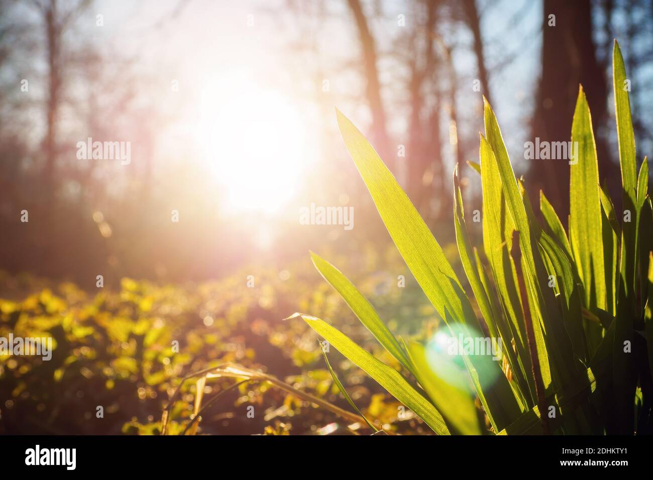 Close up of green fresh leaves grass on sunset background. Selective focus, copy space Stock Photo