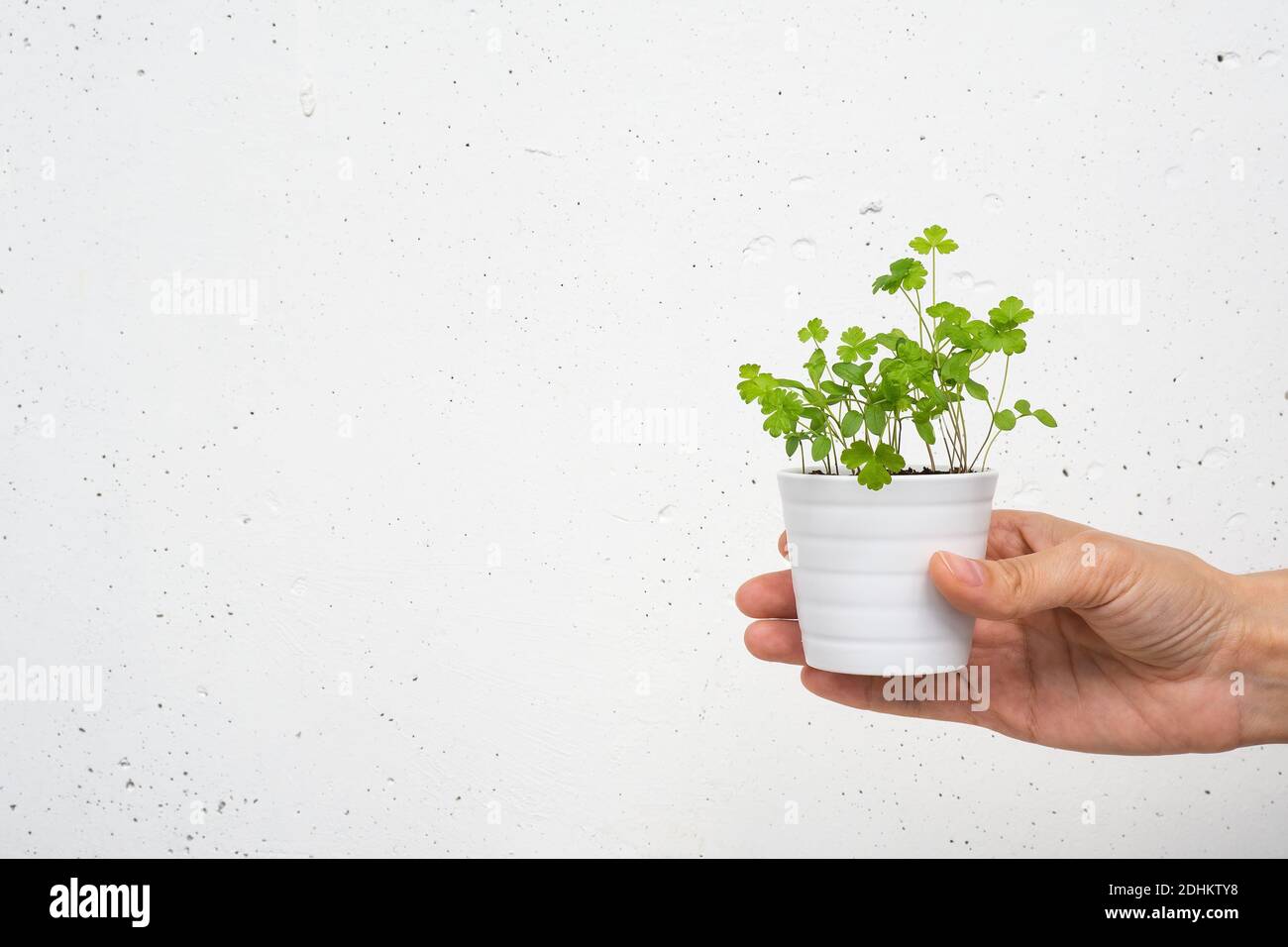 White small pot with parsley sprouts in hand on white concrete wall background. Growing microgreens at home, copy space Stock Photo