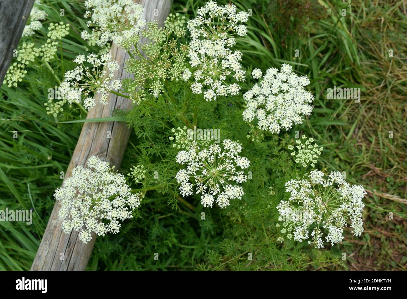 Caraway plant (Carum carvi) in full bloom on mountain trail. Stock Photo