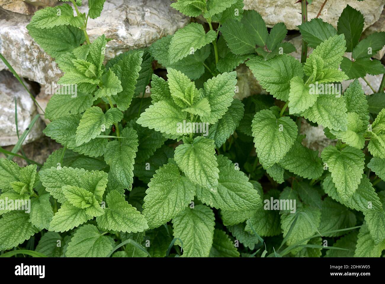 Melissa officinalis plants in an agricultural field Stock Photo