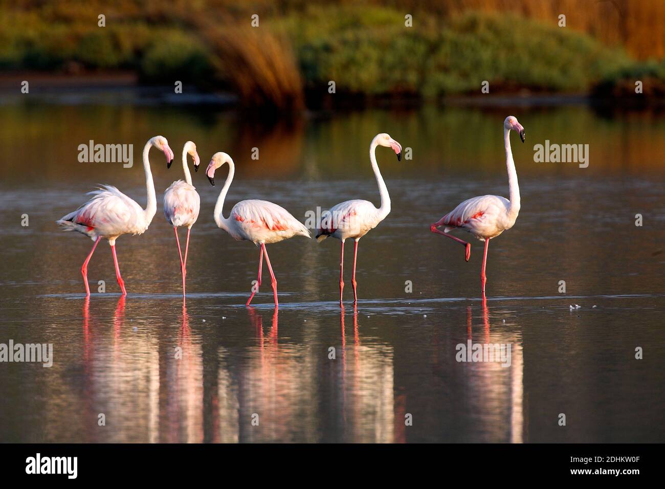 Rosaflamingo, Greater Flamingo (Phoenicopterus roseus) Stock Photo