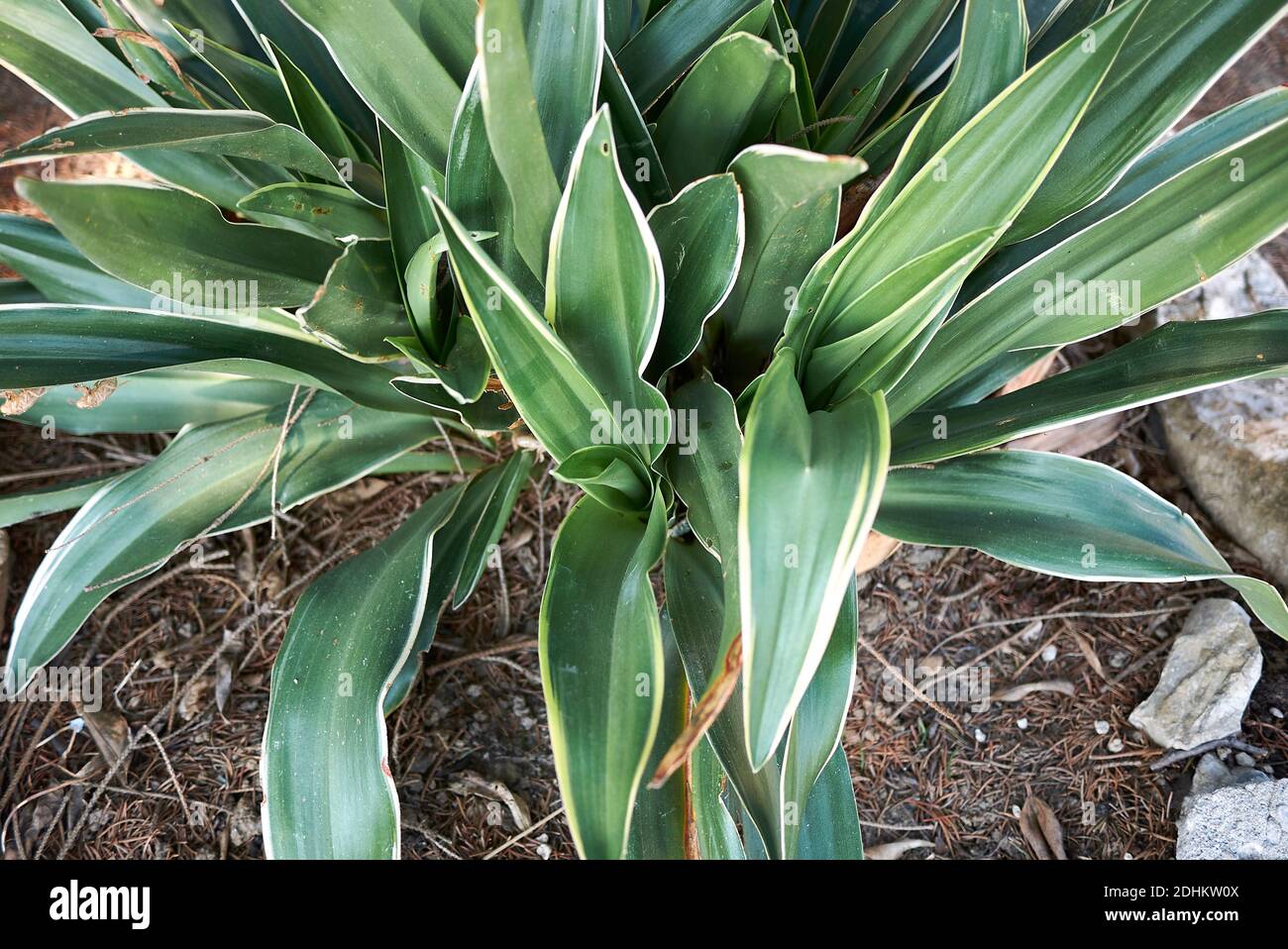 Rohdea japonica evergreen plant Stock Photo - Alamy