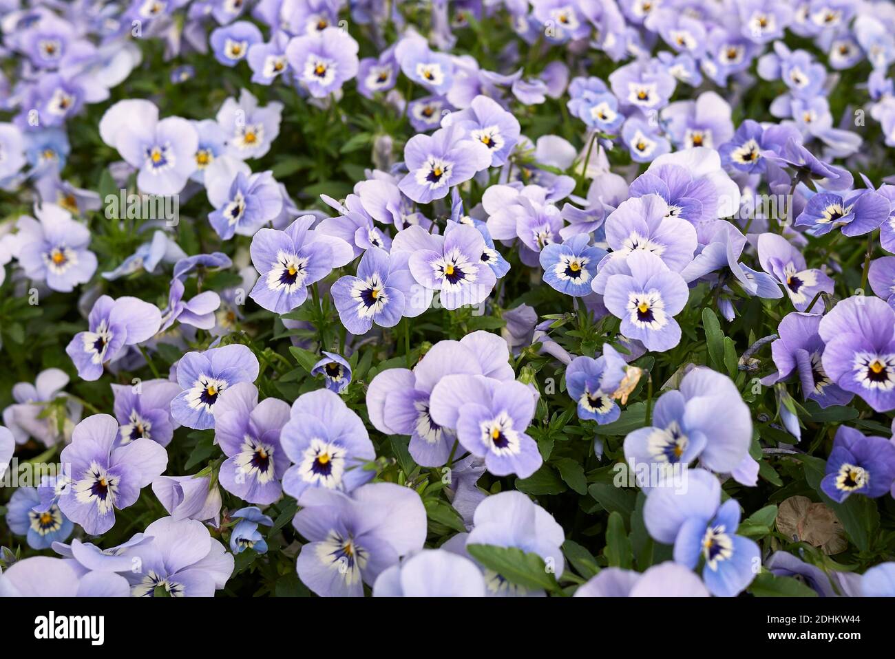 Viola williamsii colorful flowers Stock Photo