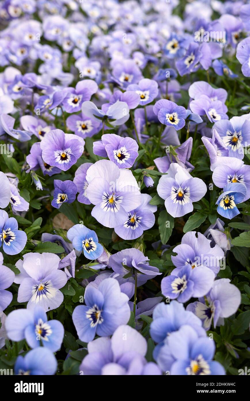 Viola williamsii colorful flowers Stock Photo