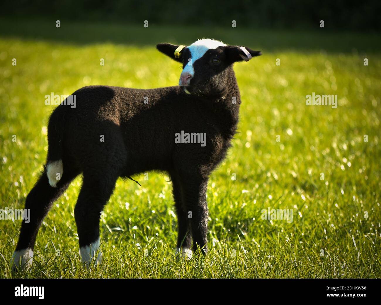 Zwartble lambs Stock Photo