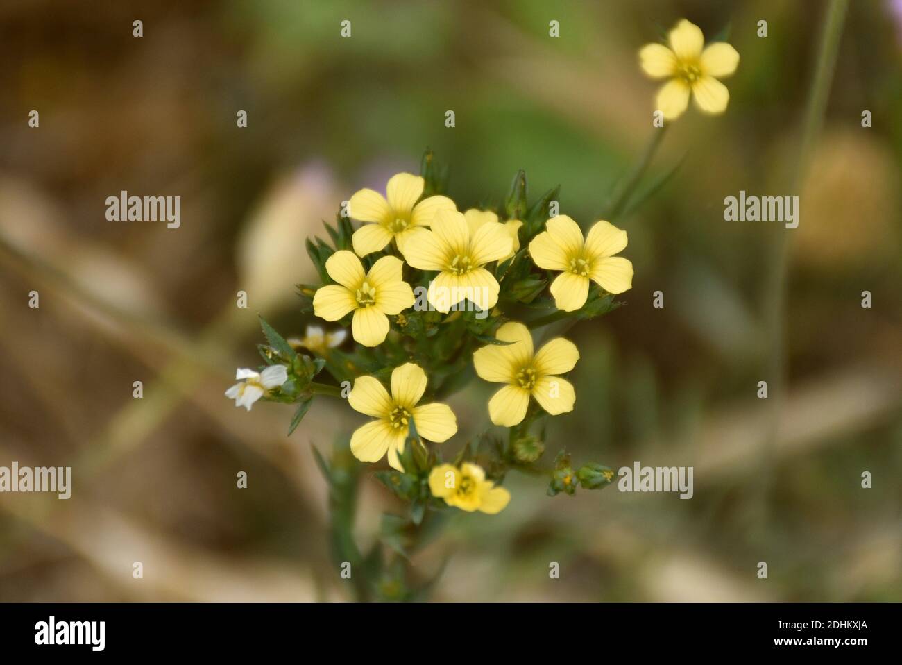 Yellow flowers of stiff flax (Linum strictum) on mountain trail. Stock Photo