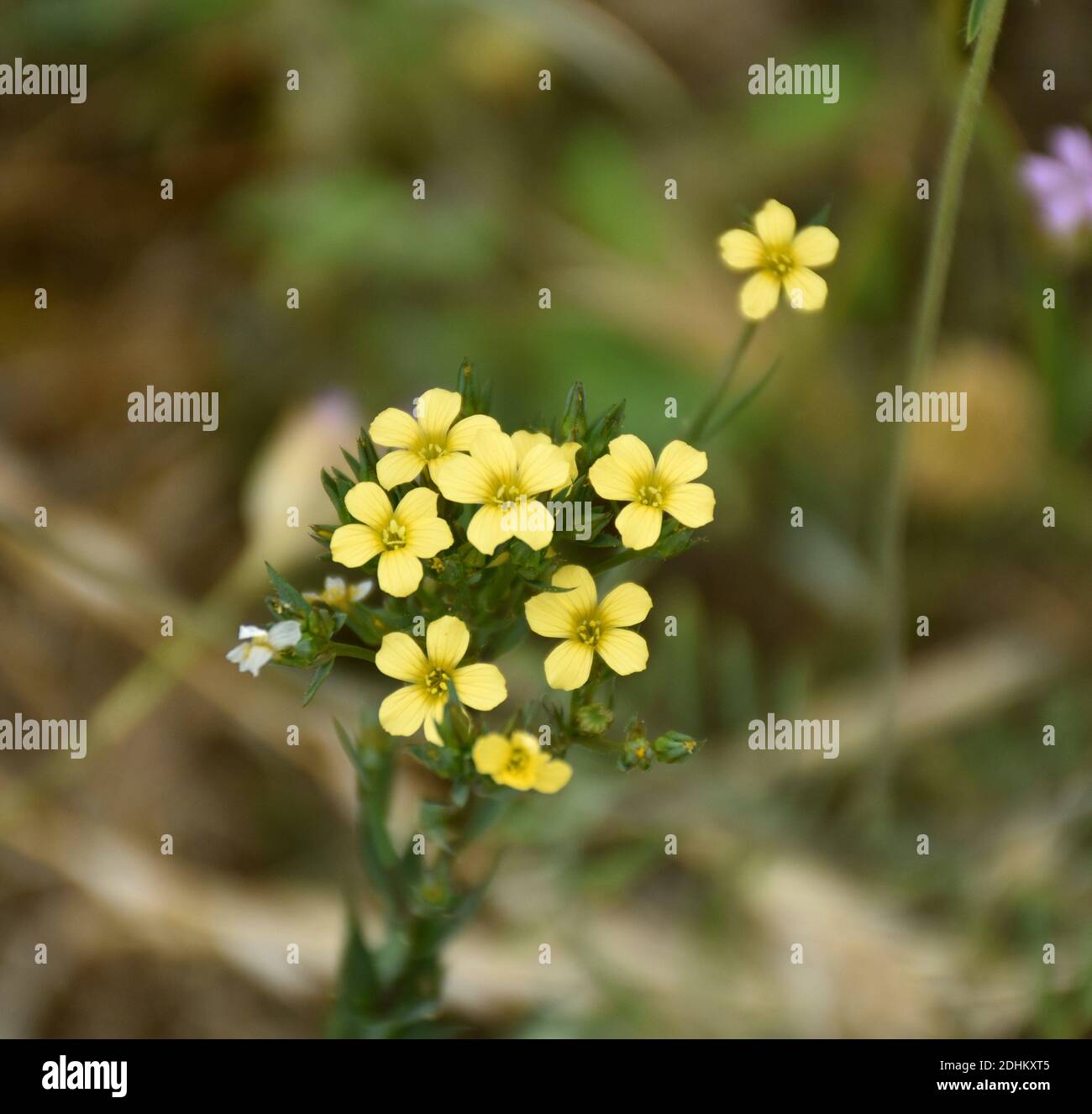 Yellow flowers of stiff flax (Linum strictum) on hiking trail, Clavijo. Stock Photo