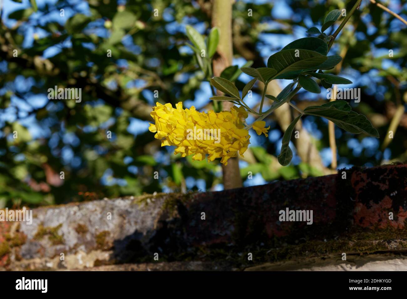 Pineapple broom hires stock photography and images Alamy