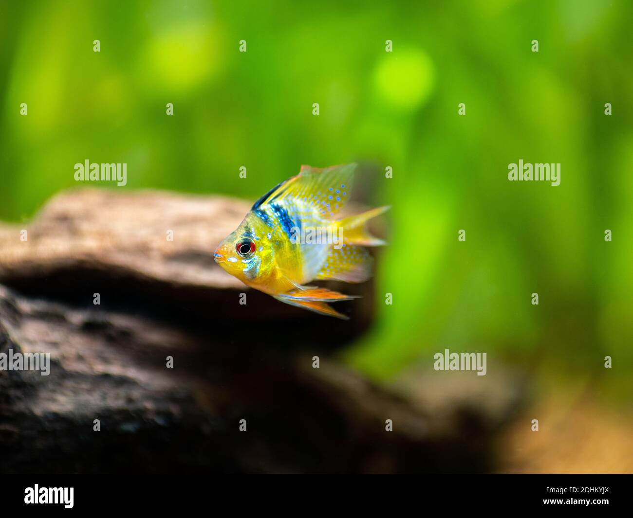 blue balloon ram (Microgeophagus ramirezi) isolated in a fish tank with blurred background Stock Photo