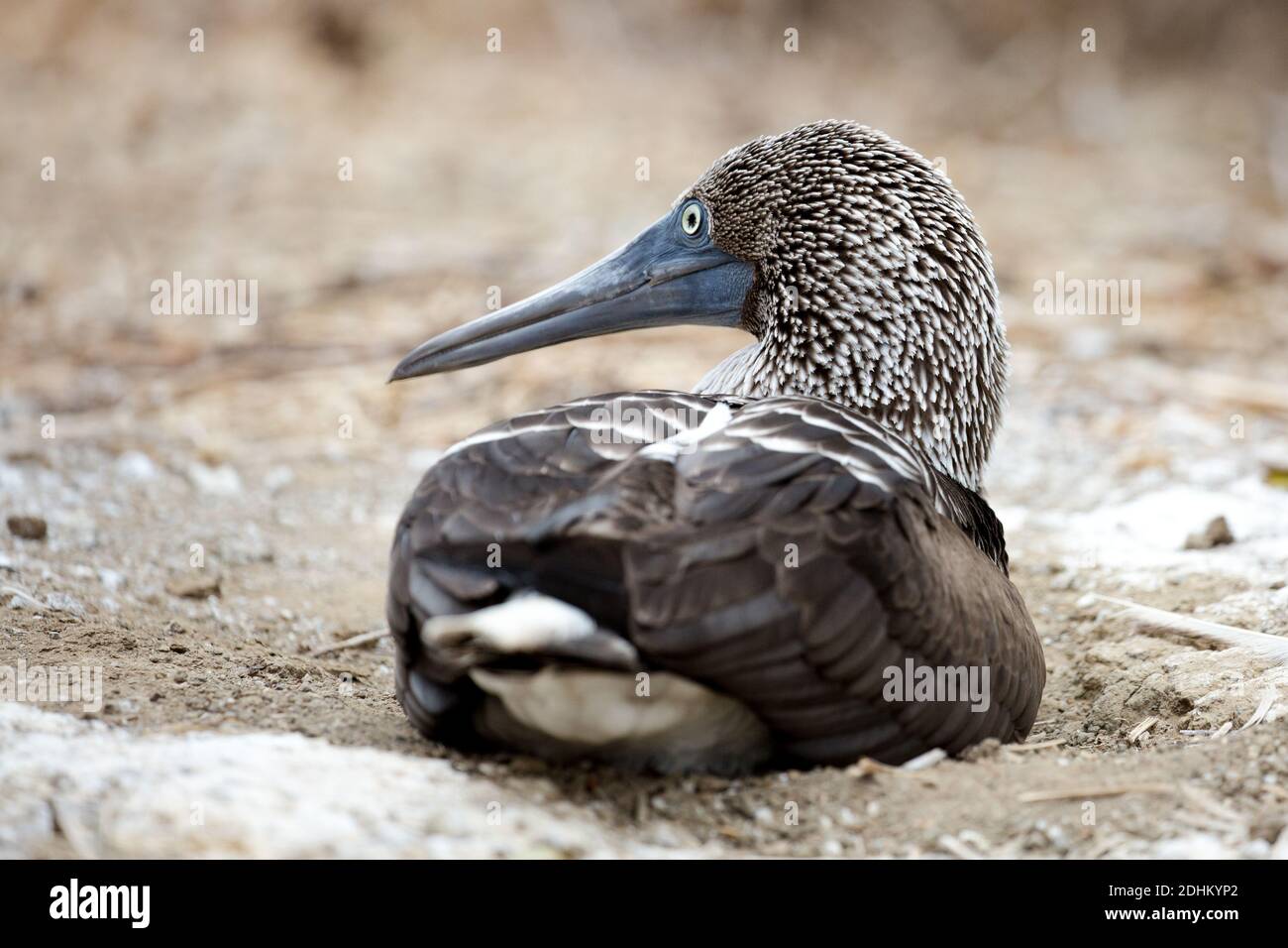 Fou a pieds bleus Stock Photo Alamy