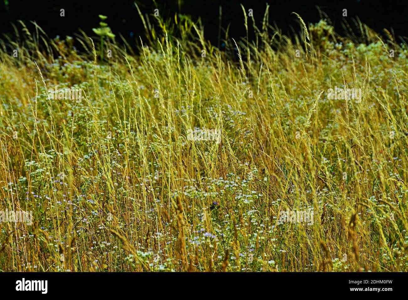 Flower flowers grass hi-res stock photography and images - Alamy
