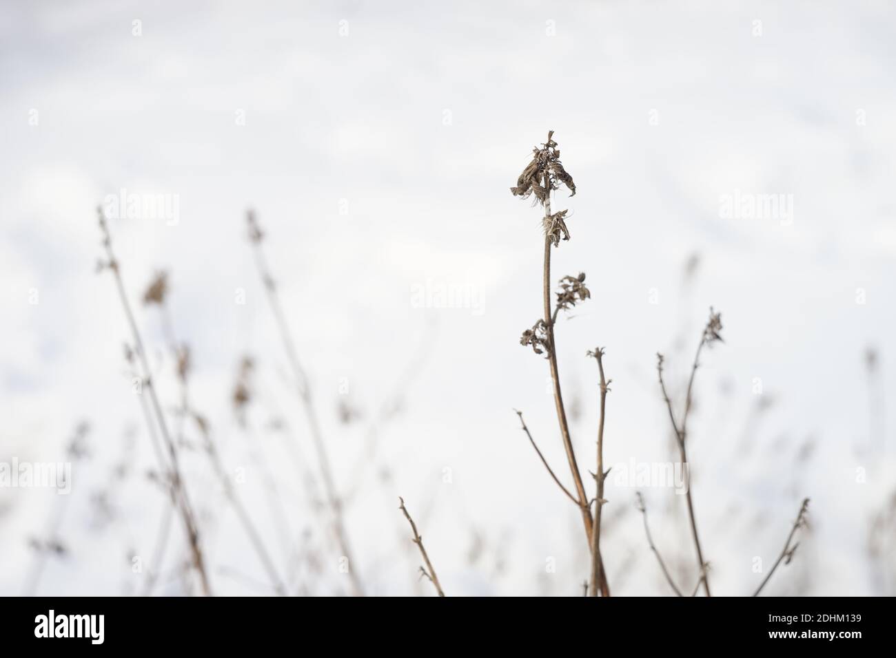 Frozen meadow dry grasses hi-res stock photography and images - Alamy