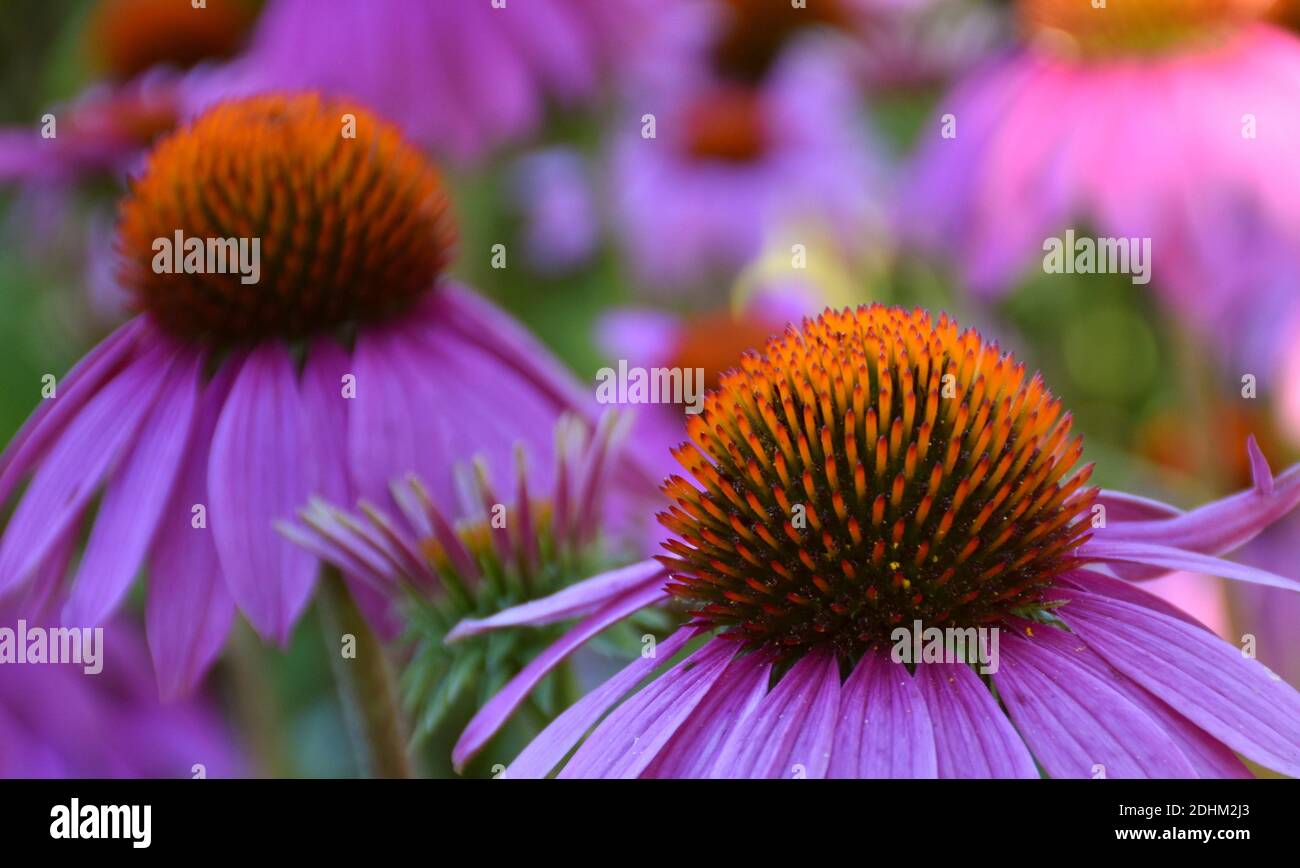 Close up flower of Echinacea purpurea in experimental plantation Stock