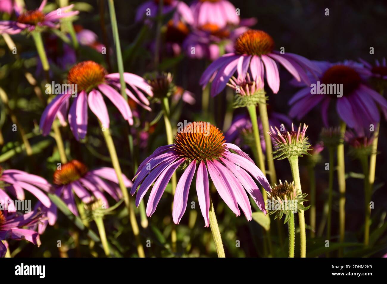 Echinacea purpurea flower at sunset when the sun goes down Stock Photo