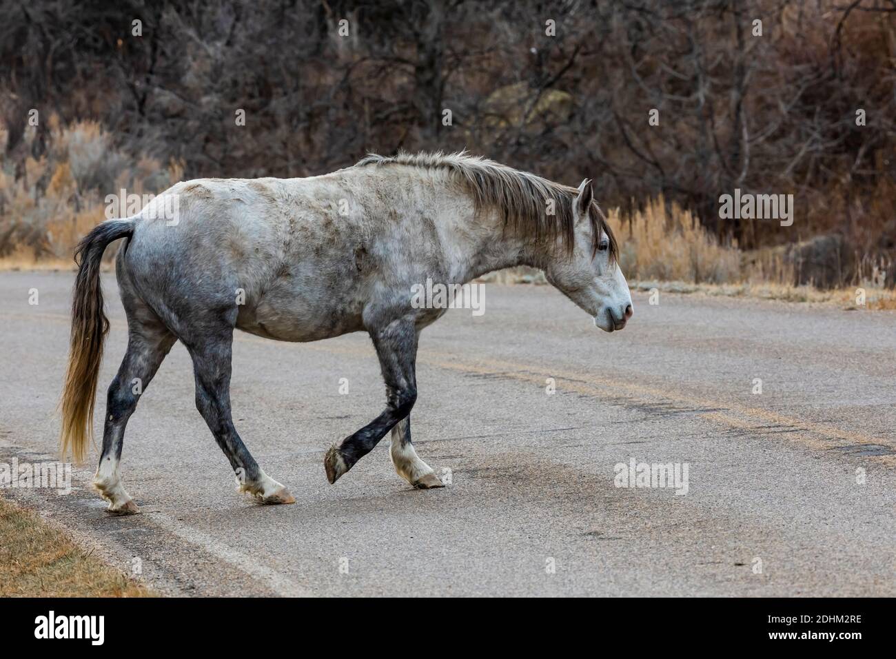 Feral horse, part of a demonstration herd as a symbol of our cultural heritage, crossing road in the South Unit of Theodore Roosevelt National Park ne Stock Photo