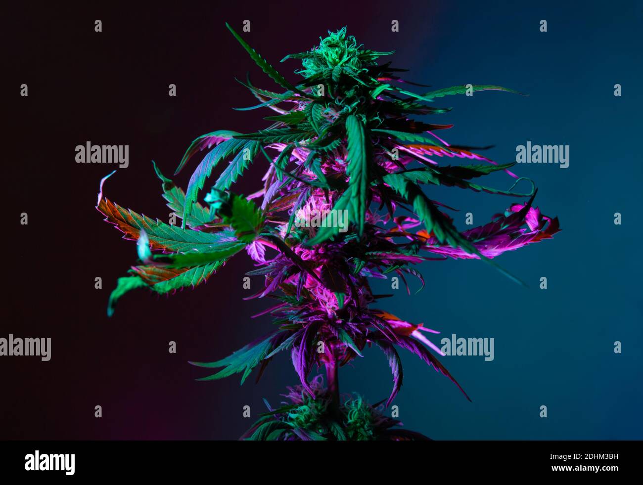 Marijuana with flowering bud in purple colorful artistic fluorescent light. Alternative herbal