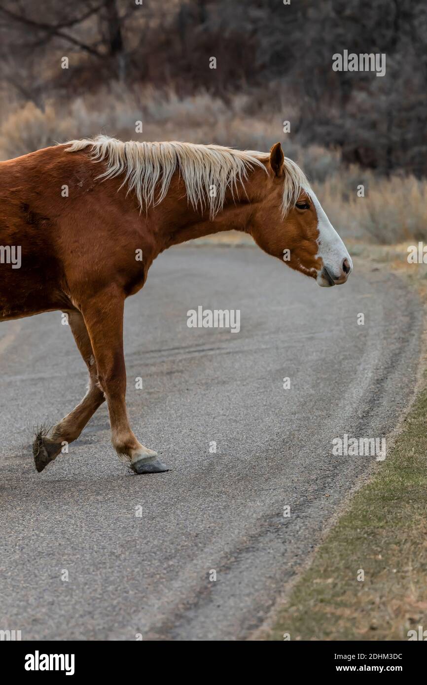 Feral horse, part of a demonstration herd as a symbol of our cultural heritage, crossing road in