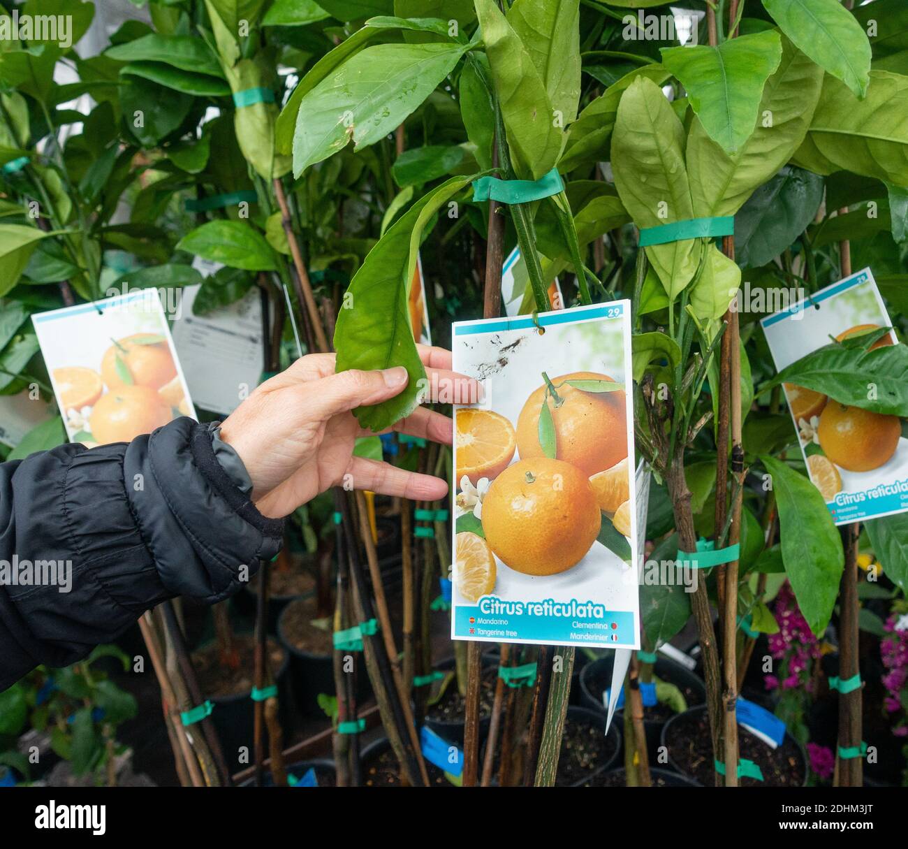 Woman wearing face covering looking at Citrus reticulata orange tree in Garden centre. Stock Photo