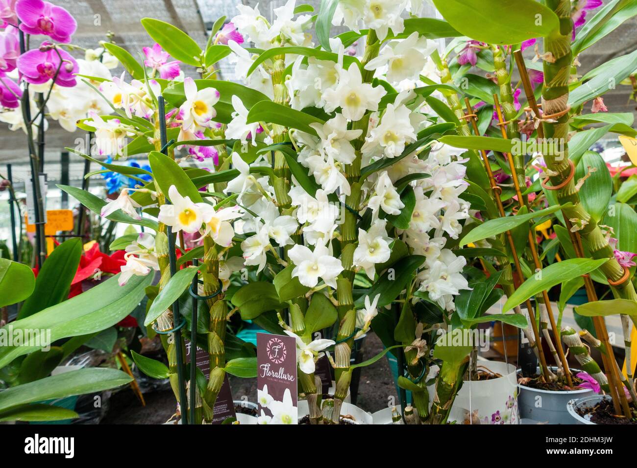 Orchids of garden hires stock photography and images Alamy