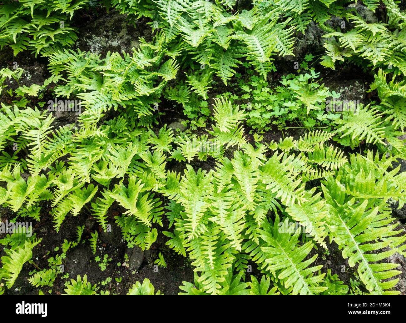 Ferns growing on drystone wall hi-res stock photography and images - Alamy