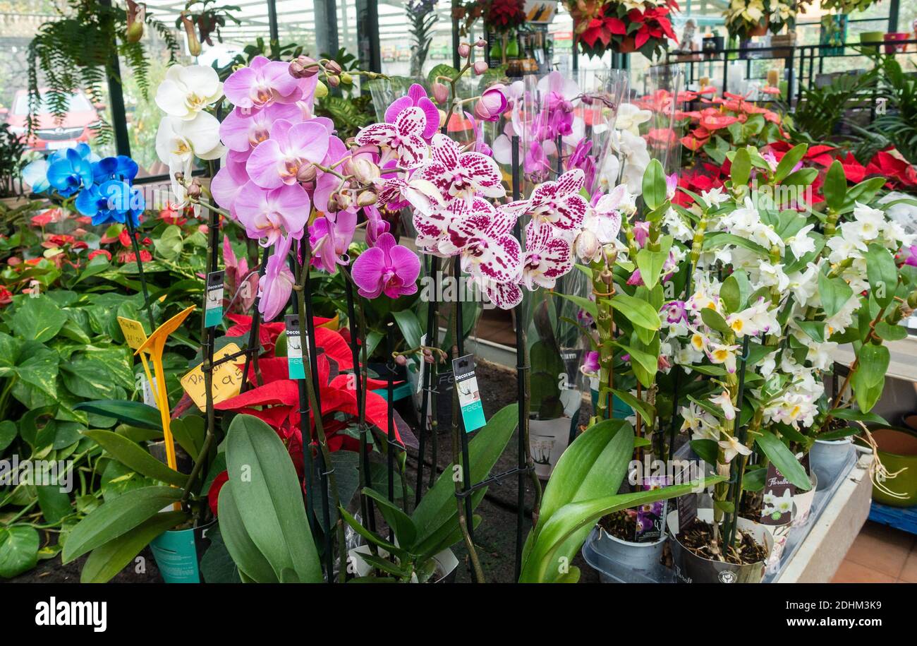 Orchids of garden hires stock photography and images Alamy