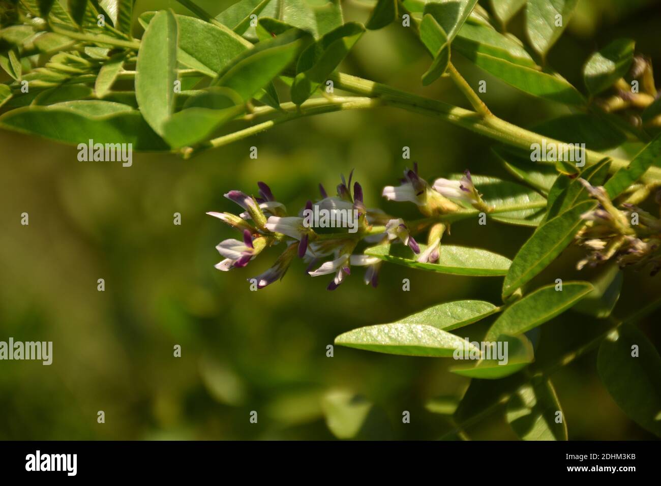 White and purple flowers of Licorice (Glycyrrhiza glabra) in plantation