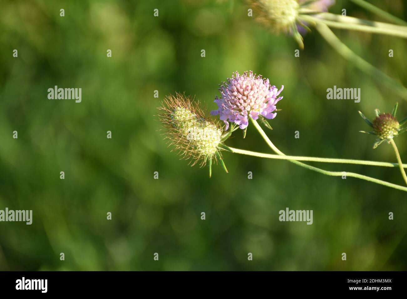 Knautia Arvensis pink flower and bud in orchard. Stock Photo