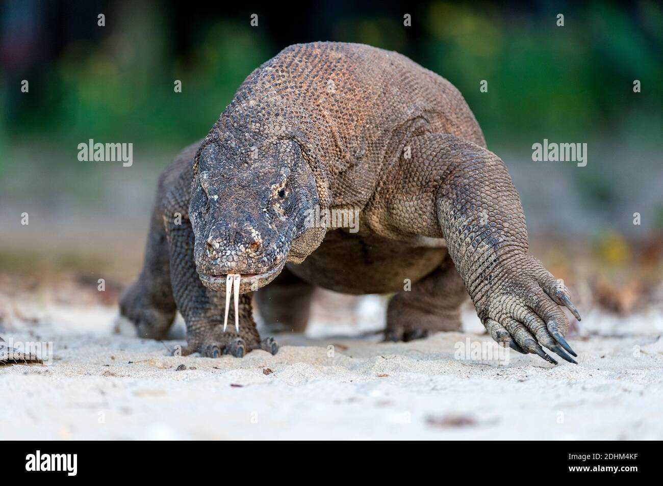 Komodo dragon (Varanus komodoensis) from Komodo Island, Indonesia Stock ...