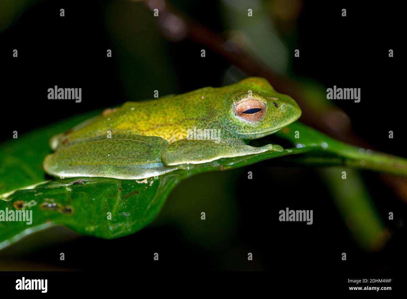 Boophis sp. (Boophis cf. eleane) from Ranomafana NP, eastern Madagascar. Stock Photo